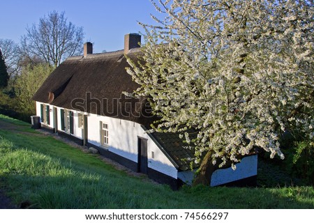 Old-fashioned Dutch house behind the dike with tree in blossom along the river Waal