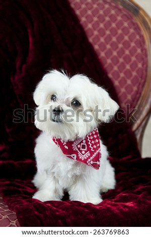 An adorable little twelve week old Maltese puppy on a deep red blanket with soft focus, focus on his face