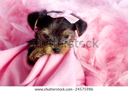 Yorkshire Terrier Puppies on Stock Photo   Yorkshire Terrier Puppy Chewing On Pink Blanket With