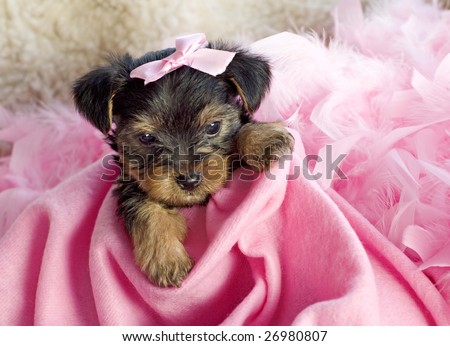stock photo : An adorable six week old female Yorkshire Terrier Puppy with 