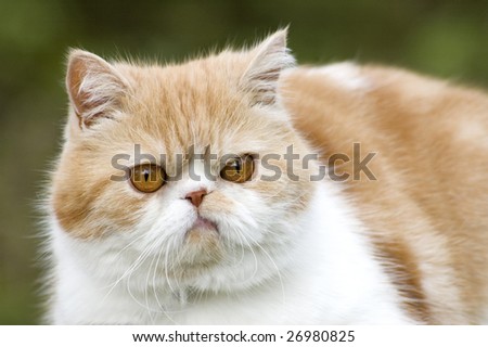 Cat posing with funny expression on face, background space