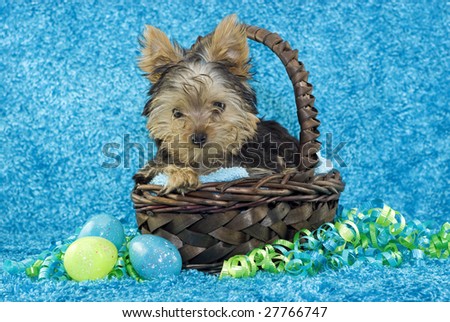 An adorable little four month old Yorkshire Terrier puppy in a brown basket with Easter Eggs and curly ribbons with a teal textured background with copy space