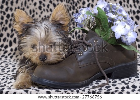 An adorable little four month old Yorkshire Terrier puppy, lying by a brown shoe with flowers in the shoe, leopard print background with copy space