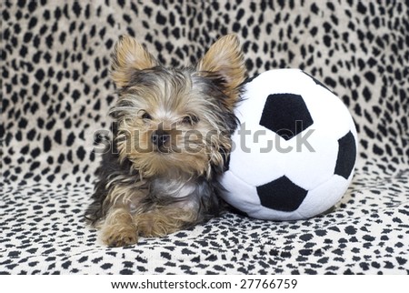 An adorable little four month old Yorkshire Terrier Puppy lying beside a toy soccer ball, with copy space on leopard print background