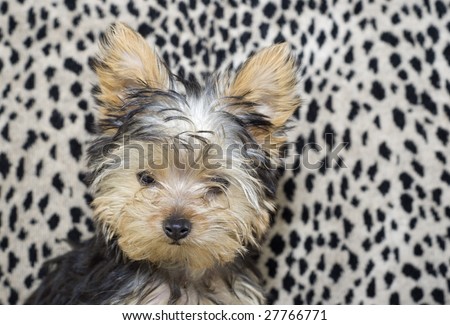 A closeup of the face of an adorable little four month old Yorkshire Terrier Puppy, with a leopard print background and copy space