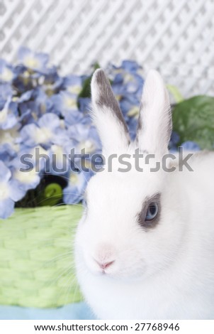 A closeup of a young white rabbit with focus on the rabbit and a green basket of blue flowers in the background, copy space