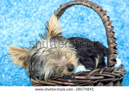 An adorable four month old Yorkshire Terrier puppy sleeping in a basket with a textured turquoise blue background with copy space