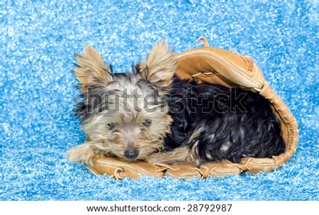 An adorable four month old Yorkie puppy lying in a baseball glove on a  blue textured background with copy space