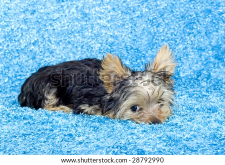 An adorable four month old Yorkshire Terrier Puppy lying down looking at camera with a blue background, copy space