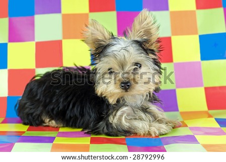 A four month old Yorkshire Terrier Puppy lying on a colorful checkered background with copy space