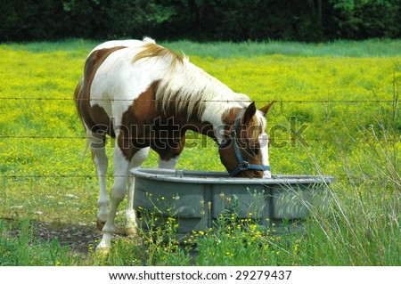 A beautiful Paint Horse eating out of a trough in a field of yellow wildflowers in a pasture, copy space
