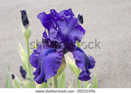 A home grown large deep purple Hybrid Iris with raindrops