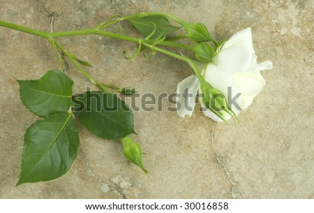 A home grown long stem white rose on a vintage background, horizontal with copy space