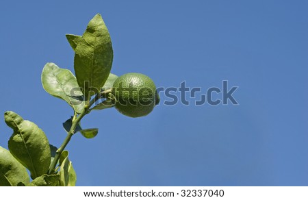 A lime growing on a branch of a lime tree  with a deep blue sky background, horizontal with copy space