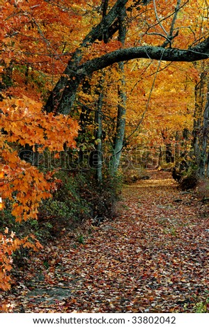 A curvy dry creek bed in Autumn with fallen leaves, vertical with copy space