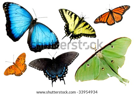 stock photo : A collage of butterflies and moths isolat