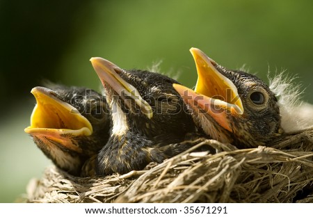 A closeup of three baby robins in a nest, shallow depth of field, horizontal with copy space