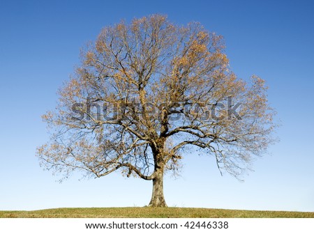 A large lone Autumn Oak Tree with most of the leaves fallen off, blue sky, horizontal with copy space