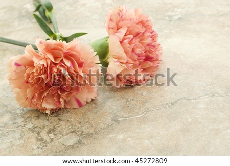 Two orange carnations on a horizontal beige vintage background, copy space