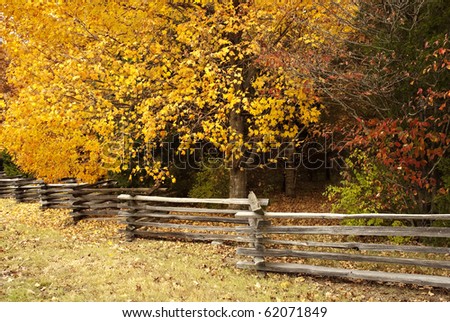 Beautiful fall trees along a fence row