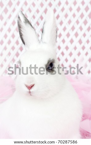 A white rabbit closeup portrait with selective focus on face,  great for Easter