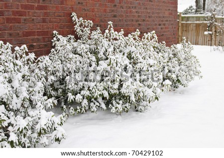 Snow covered Azalea bushes next to a brick house in winter, copy space