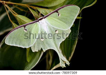 A beautiful Luna Moth, Actias luna, with open wings on a leaf with copy space