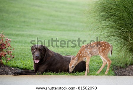 A large dog with his tongue sticking out and funny expression on his face with a newborn baby fawn