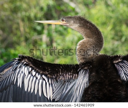 Female Anhinga Bird Drying its Outstretched Wings in the Florida Everglades