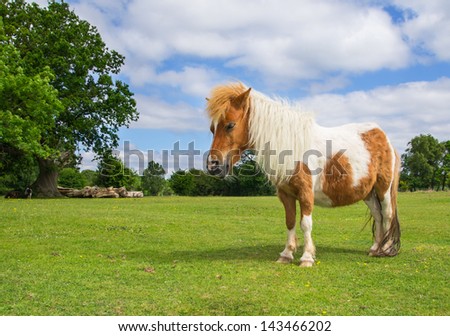 Brown and White Pony in the New Forest England