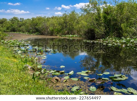 Florida Everglades View at Shark Valley showing Canal and Lily Pads
