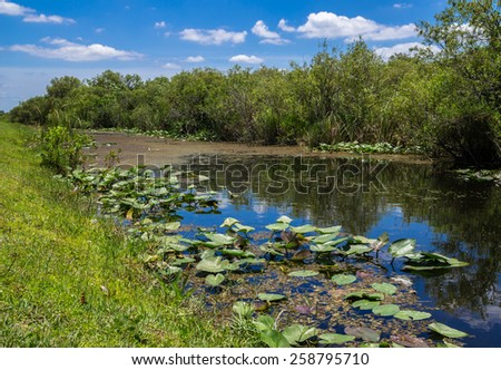 Florida Everglades View at Shark Valley showing Canal and Lily Pads