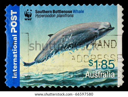 AUSTRALIA - CIRCA 2006: An Australian Used Postage Stamp showing a Southern Bottlenose Whale, circa 2006