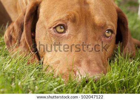dreamy dog eye close up in the grass