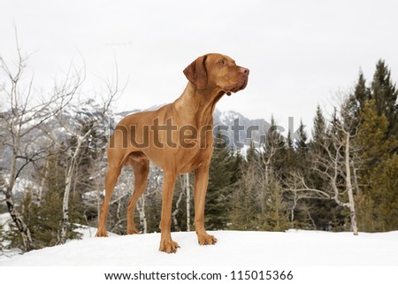 golden hunting dog standing on snow in the forest