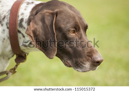 German short haired pointer attentive at hunting