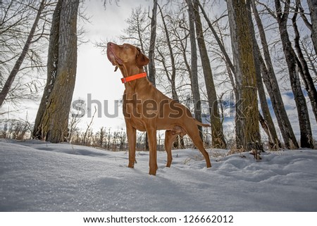 pointer hunting dog standing alert in the snow in winter setting