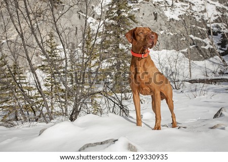 hunting dog in the snow being attentive