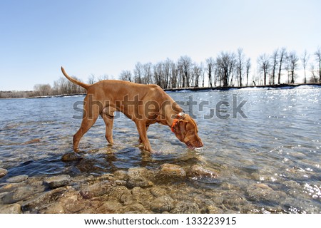 is it safe for dogs to drink water from river