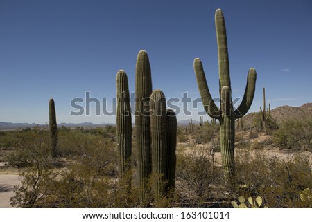 desert plants in the Arizona Sonora desert