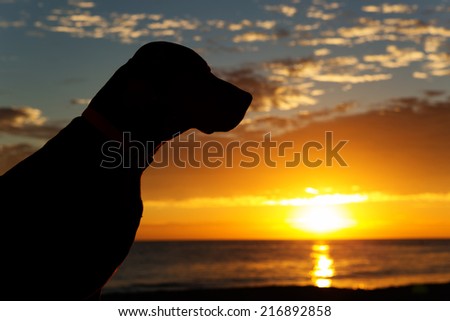 silhouette of a dogs head with the sun rising from the sea in the background
