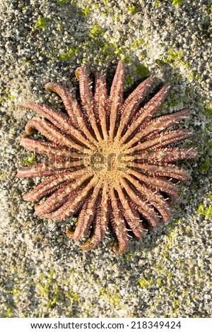 a sunflower sea star from the Sea of Cortez, Mexico showing the tentacles