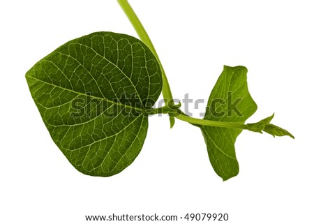 Bean Sprout Leaf
