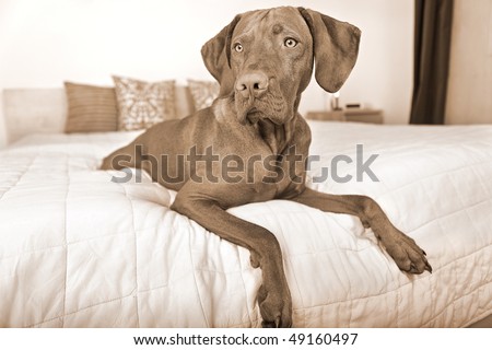 dog resting on bed