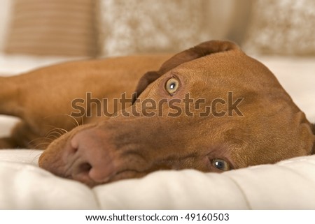 portrait of a dog deaming with open eyes on a bed