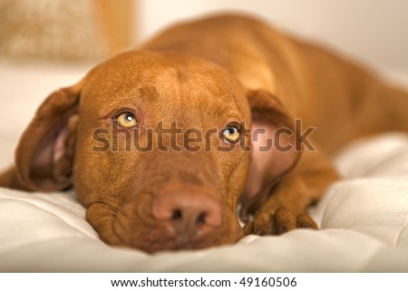 dreamy dog laying on a bed