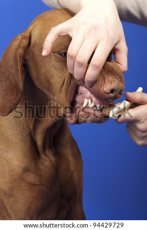 cleaning dogs teeth with brush on blue background