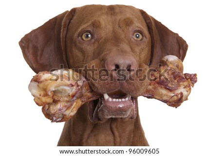 dog holding bone