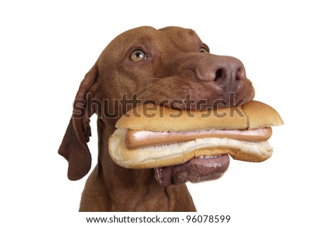 real hot dog in dogs mouth on white background