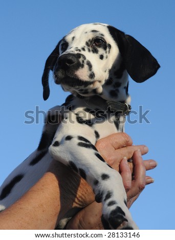 Spotty Puppy